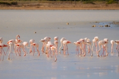 fenicotteri rosa in sardegna