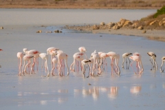 fenicotteri rosa in sardegna