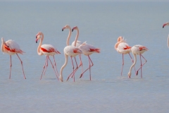 fenicotteri rosa in sardegna