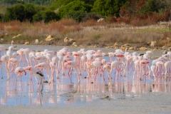 fenicotteri rosa in sardegna
