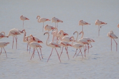 fenicotteri rosa in sardegna