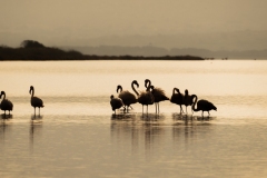 fenicotteri rosa in sardegna