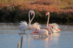 fenicotteri rosa in sardegna
