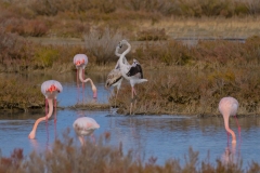 fenicotteri rosa in sardegna