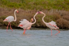 fenicotteri rosa in sardegna