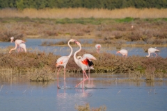 fenicotteri rosa in sardegna