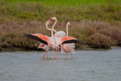 fenicotteri rosa in sardegna