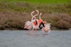 fenicotteri rosa in sardegna