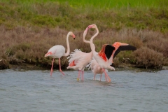 fenicotteri rosa in sardegnari