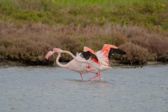 fenicotteri rosa in sardegna