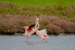 fenicotteri rosa in sardegna