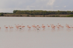 fenicotteri rosa in sardegna