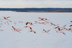 fenicotteri rosa in sardegna
