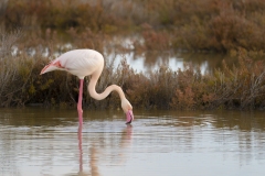 fenicotteri rosa sardegna