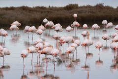 fenicotteri rosa sardegna