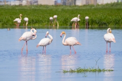 fenicotteri rosa sardegna