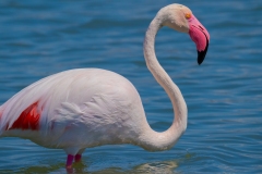 fenicotteri rosa sardegna