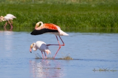 fenicotteri rosa sardegna