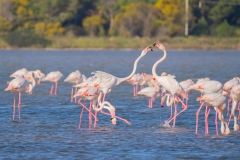 fenicotteri rosa sardegna