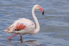 fenicotteri rosa sardegna