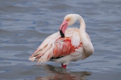 fenicotteri rosa sardegna
