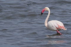 fenicotteri rosa sardegna