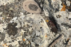 Is Concas le Domus de Janas di Segariu