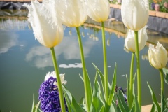 tulipani1