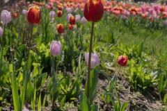 tulipani11