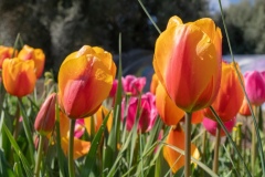 tulipani2