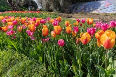 tulipani3