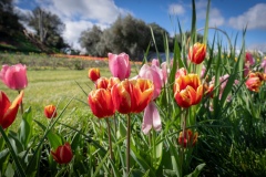 tulipani4
