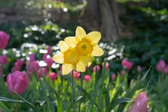 tulipani5