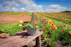tulipani7