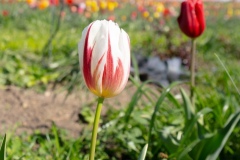 tulipani8