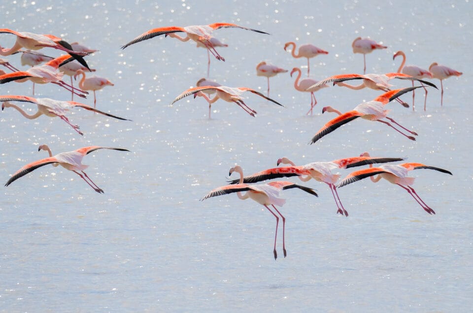 Immagini di Fenicotteri Rosa nel loro ecosistema