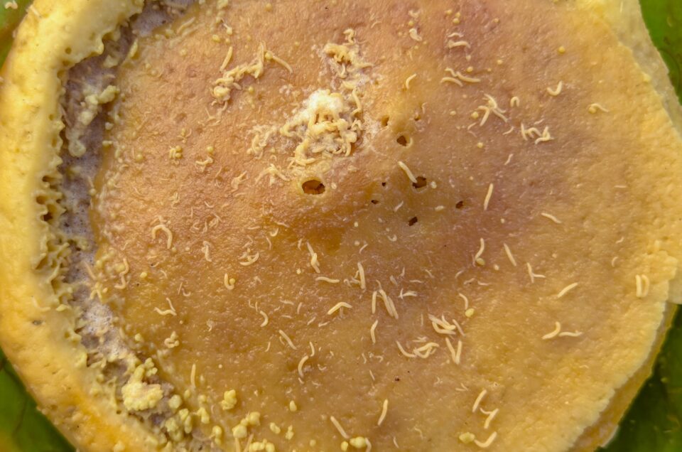 Casu Marzu: History, Tradition, and Curiosities of Sardinia’s Worm Cheese